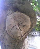 kumakana.jpg