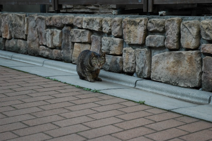 a cat in alert